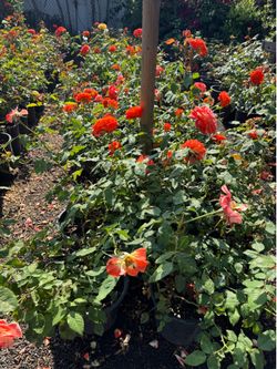 Roses on sell