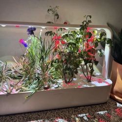 Hydroponic Plant Garden