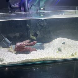 6G Pico Tank Saltwater