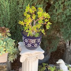 Green Succulent In Blue And White Flower Pot 