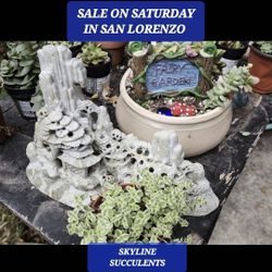 PLANT AND SUCCULENT THIS WEEK  IN SAN LORENZO