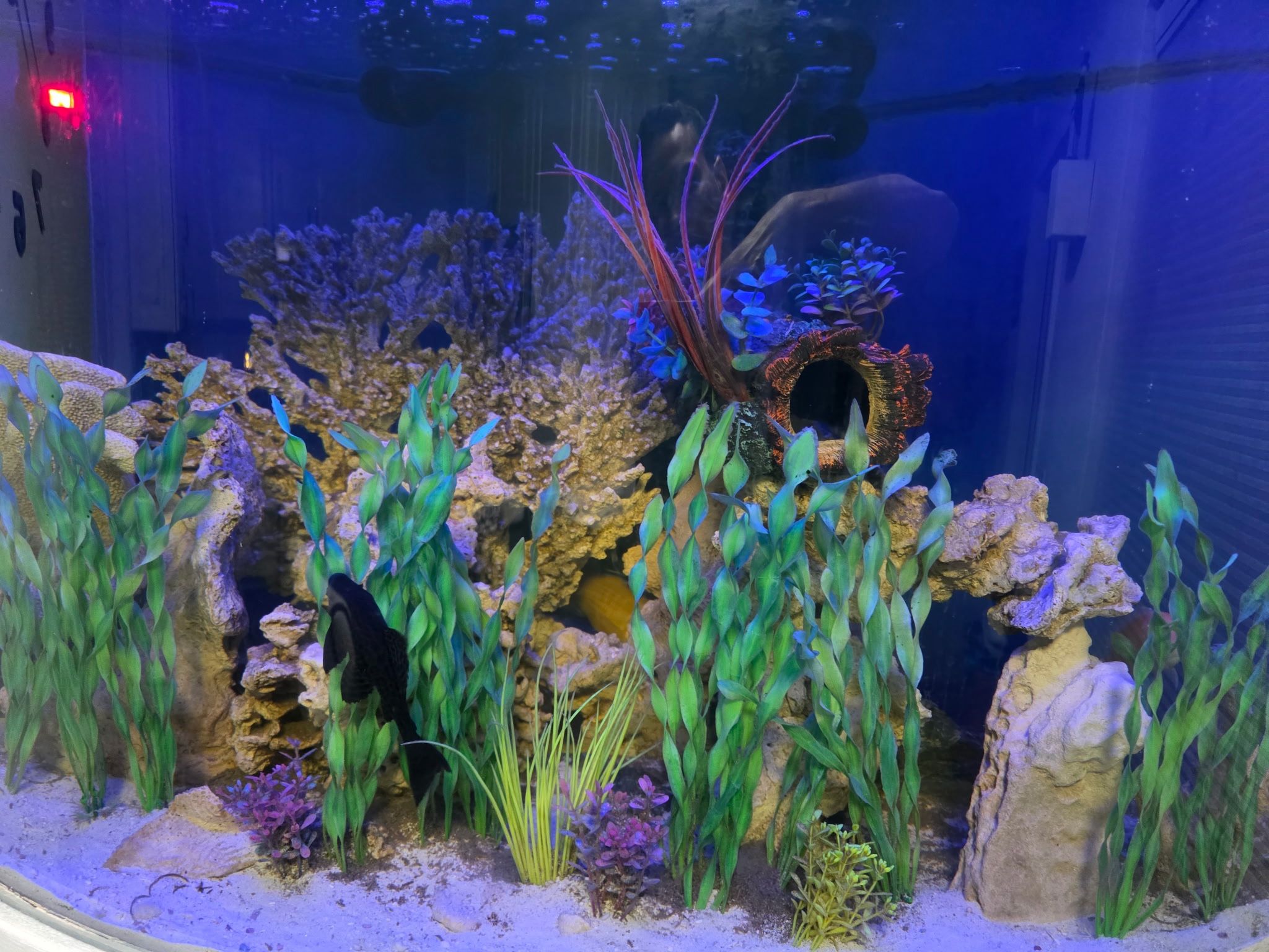 90 Gallon fish Tank With Fish 