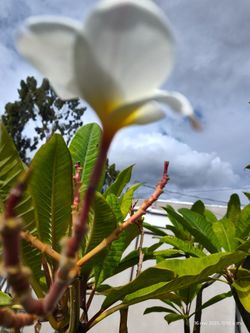 Plumeria Blaming Hawaiian White  Flu 