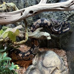 Extra Large Snake Tank Plus More