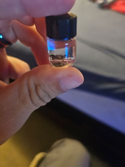 Tan jumping spider wet specimen
