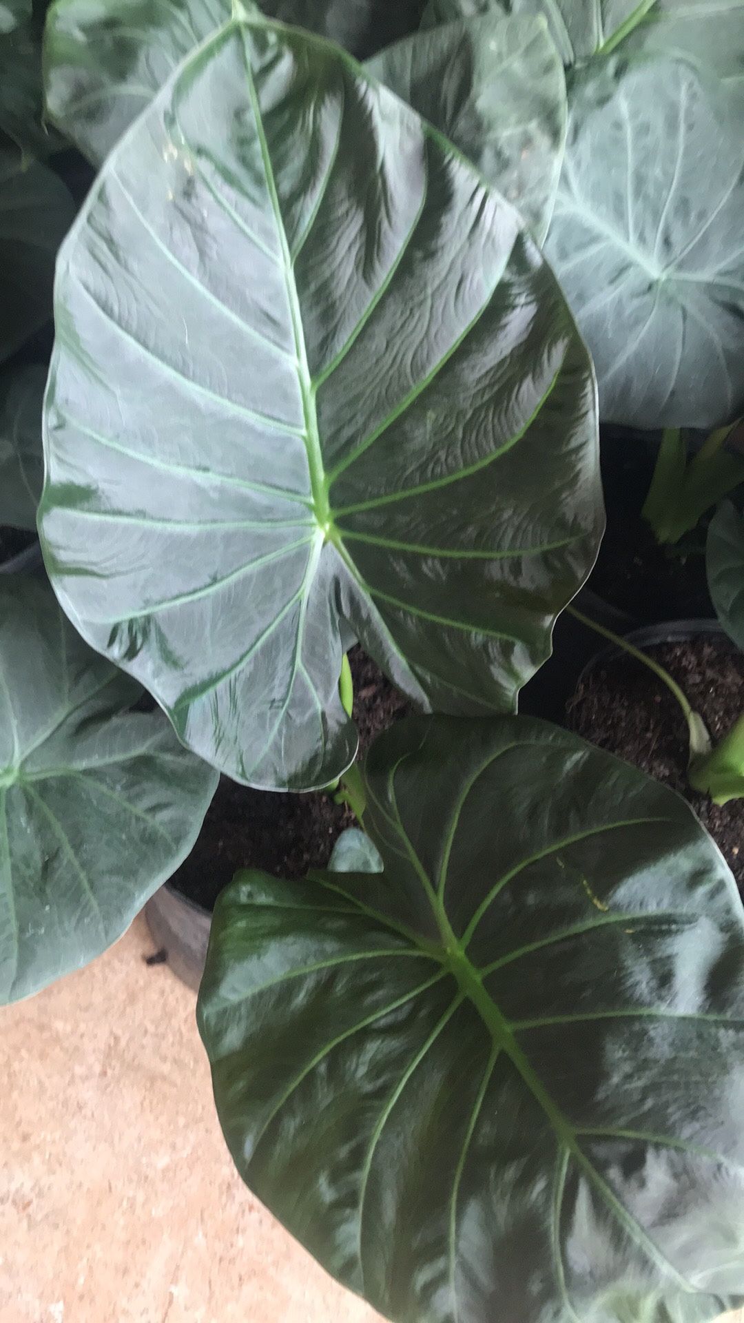 Hermosa Planta De Alocasia !