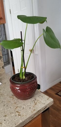 Monstera deliciosa (Swiss Cheese Plant / Hurricane Plant)