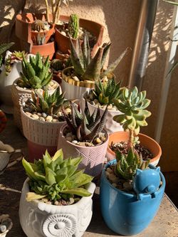 Succulents Plants ðą