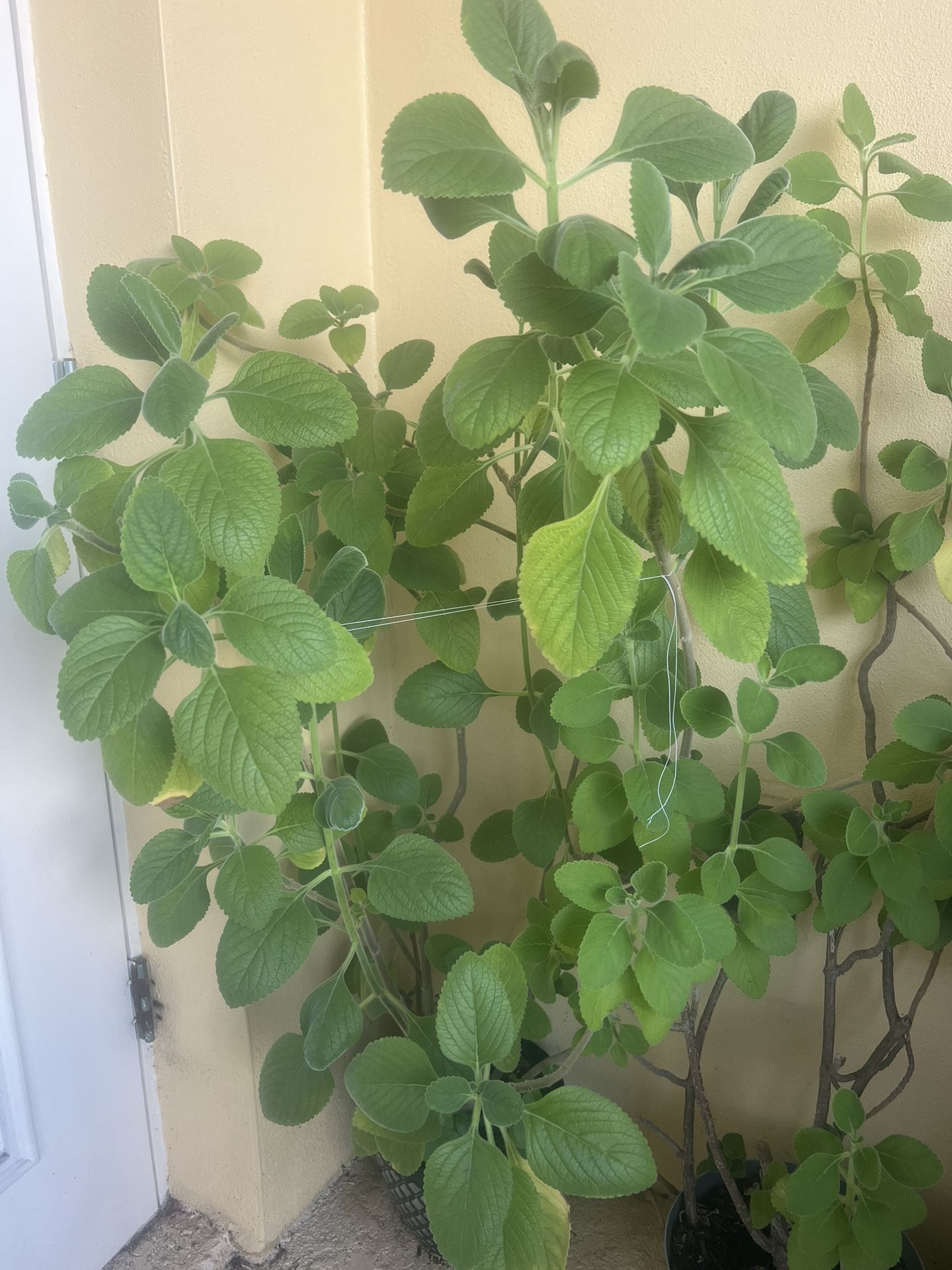 Large Oregano Plant