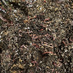 Red Wiggler Composting Worms 1 Lb Approx 1000