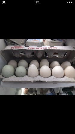 Large Duck eggs