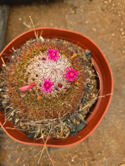 Cactus