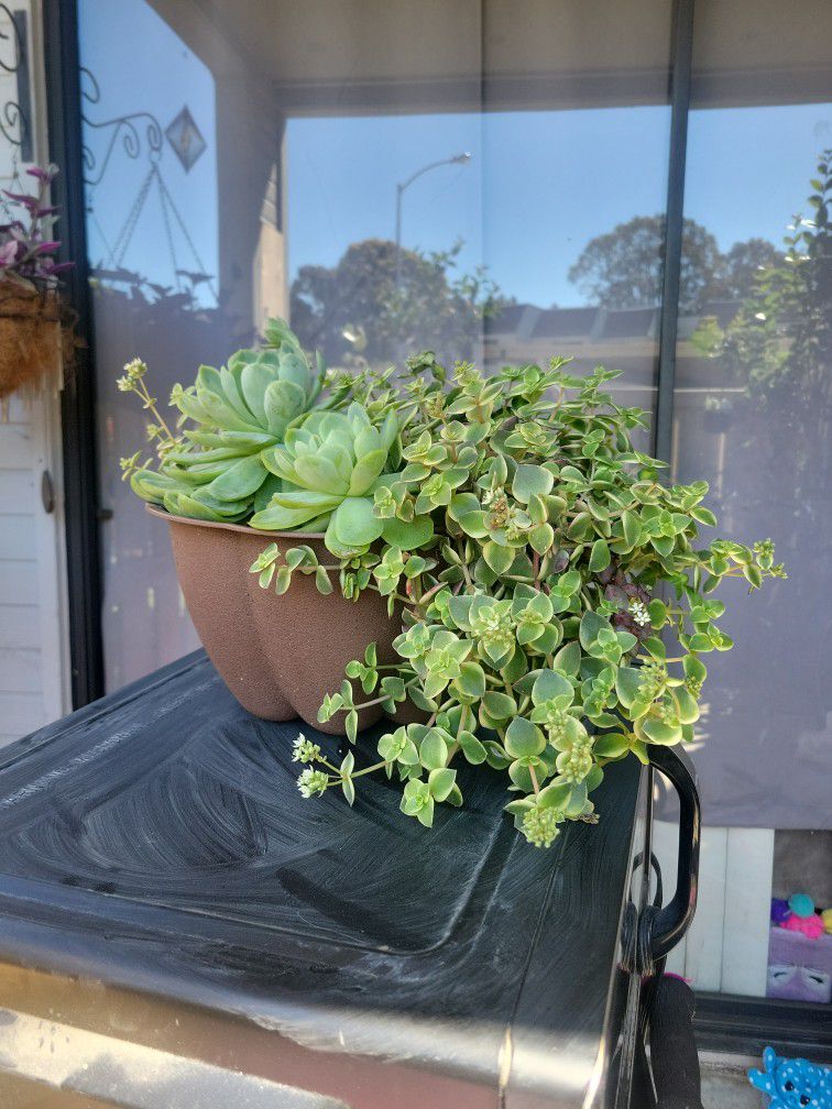 Crassula,  And Succulent Plant!