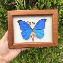 Framed Morpho Amathonte Taxidermy Butterfly Iridescent Blue Peru Wood Vintage
