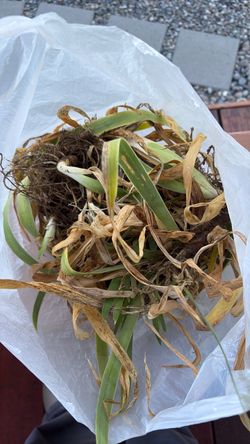 Blue Iris Bulbs