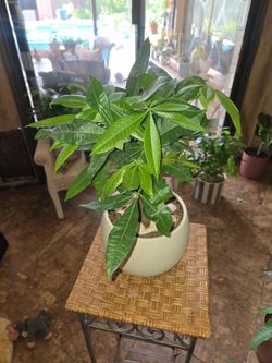 18in tall healthy Money Tree Plant In New 7.5in pot with shells