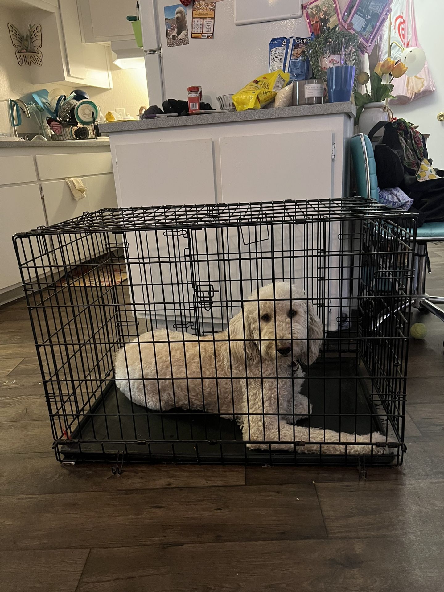 Dog Crate 