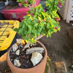 Bonsai booming beautiful pink flowers