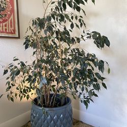 Weeping Ficus tree