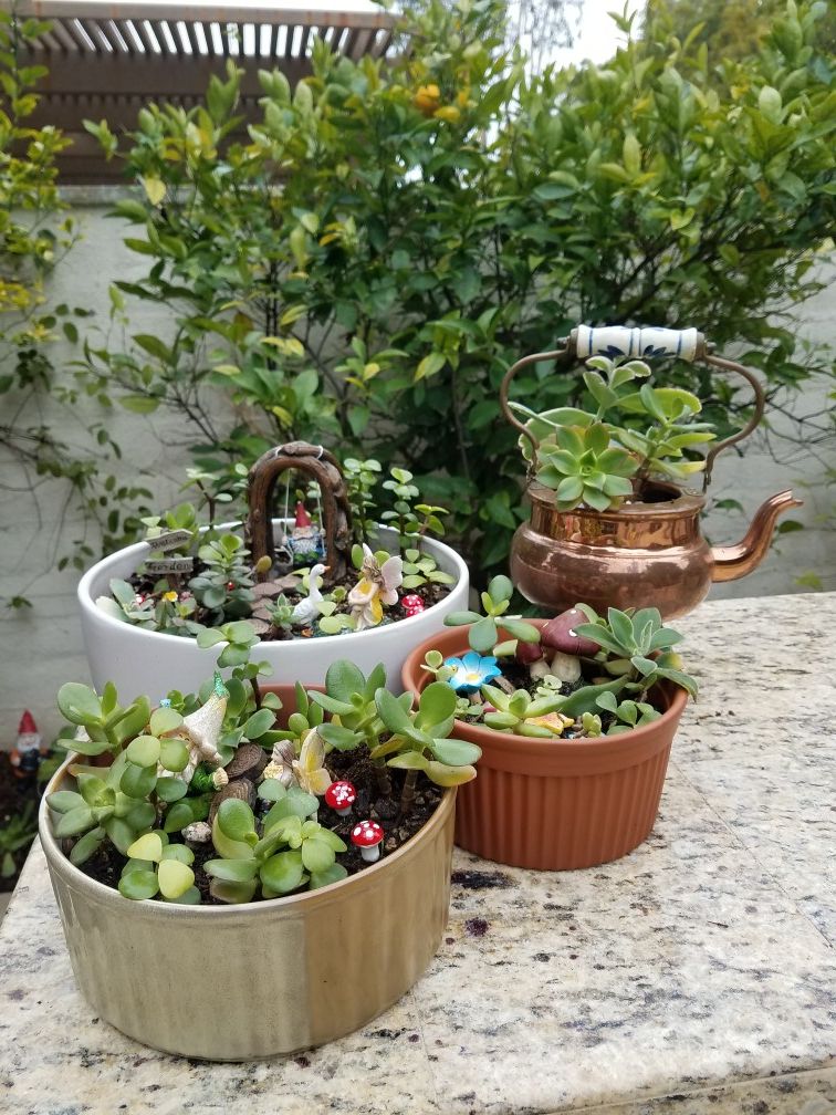 Fairy Gardens & Succulents