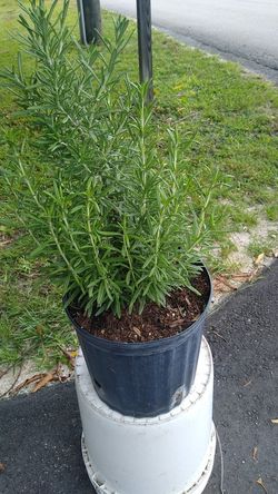 Plantas De Salud Y Frutas