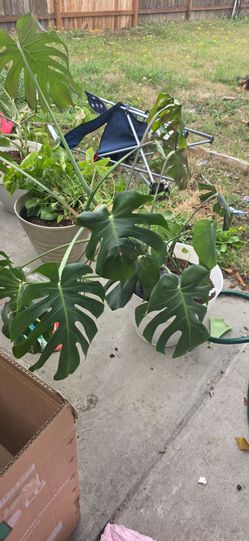 Huge monstera