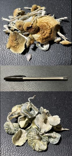 Cello Smooth With Cap Mushroom Mystical Style