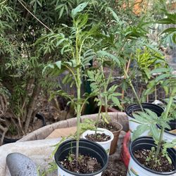 Black Mint   (Huacatay Peruvian Plant)