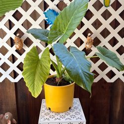 Elephant Ear Plant 🪴 With Spider Plant