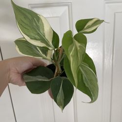 Beautiful Philodendron Rio Sport Plant