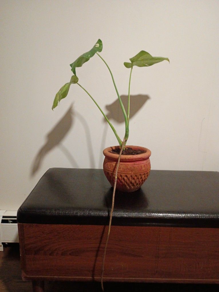 Thai Constellation Monstera, Happy Holidays!!