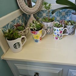 Miniature Succulent Gardens In Mugs