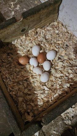 Fresh Farm Eggs 🥚