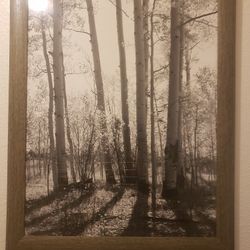 Framed Tree Photograph