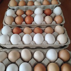 Fresh eggs