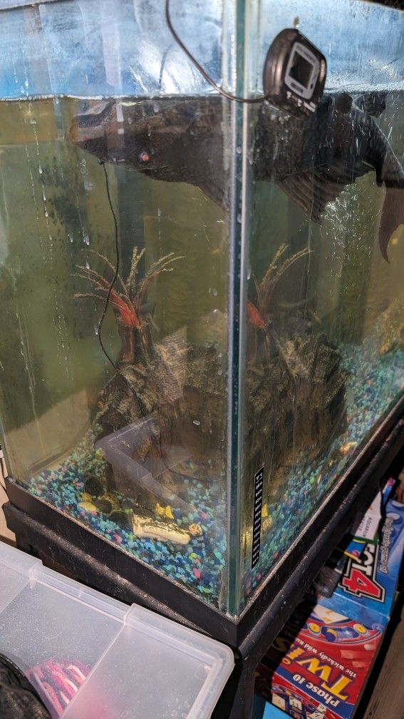 Fish