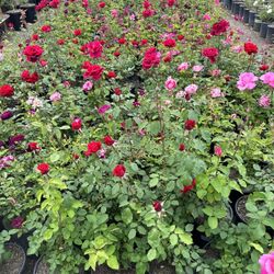 Rose Bush