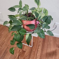 Large Pothos Plant in Decorative Pot (with Ladybug Companion 🐞)