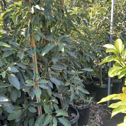 Avocado Trees