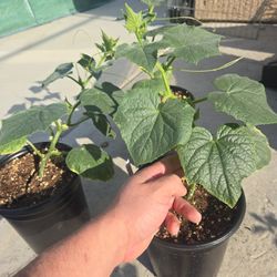 Cucumber Plant (Muncher) Pepino  Planta