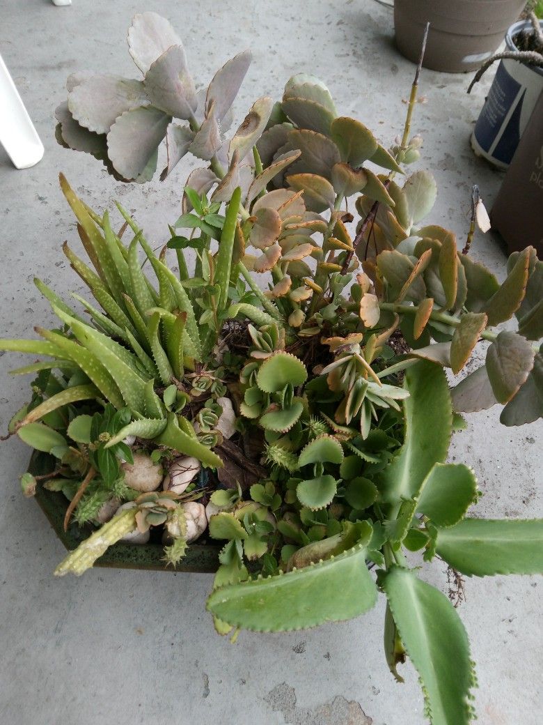 Unusual Plant Arrangement