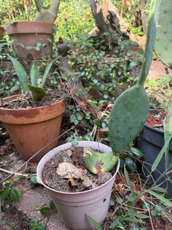 Thornless cactus. S.W.Arl