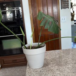 5 Leaf Monstera plant