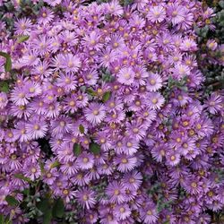 Pink Iceplant 1 Gallon 