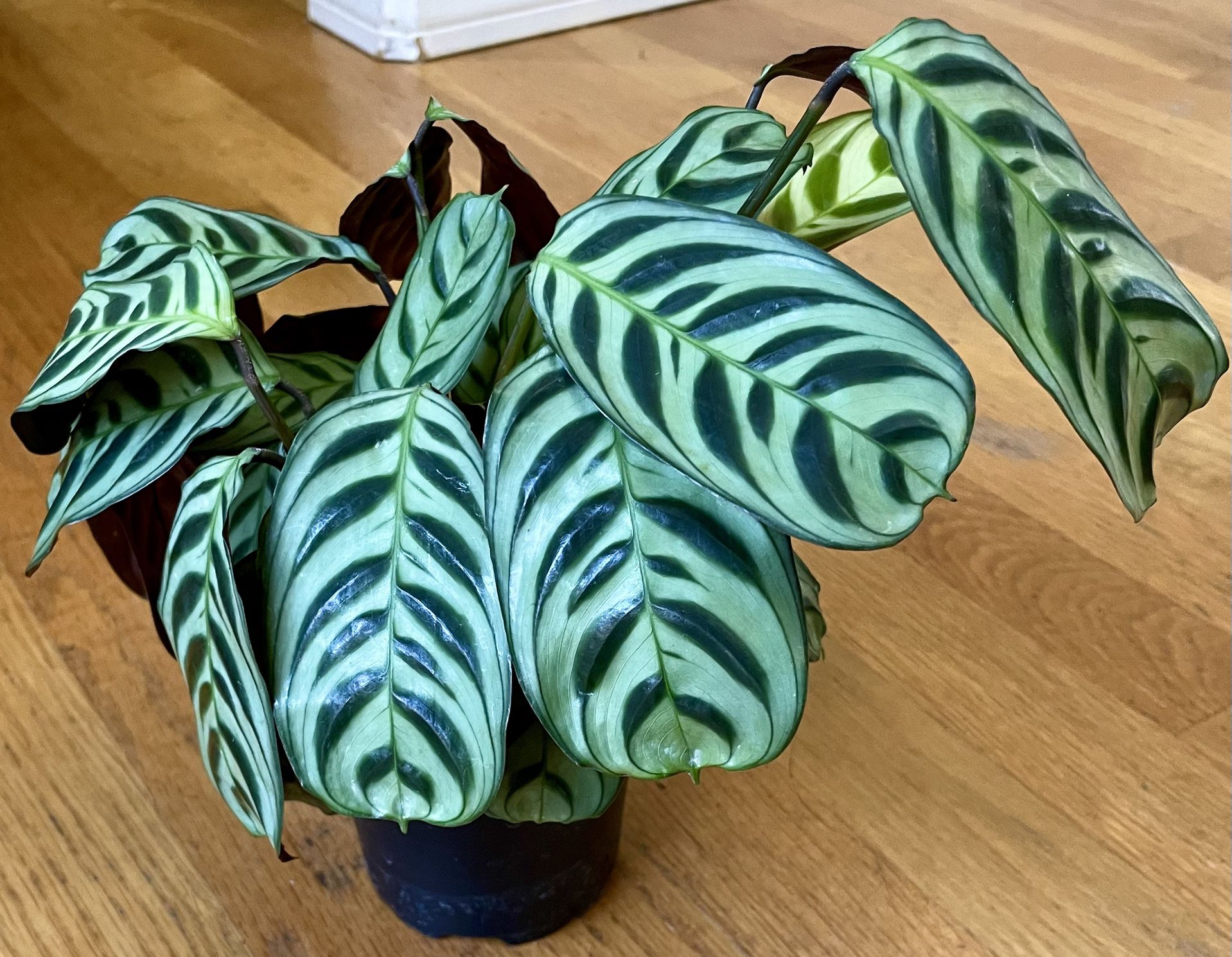 Non-Toxic Calathea Burle Marx Plant / Free Delivery Available 