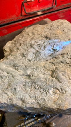 Fossil