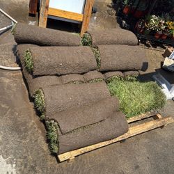About 80 Sqft Of Marathon (fescue) Sod 