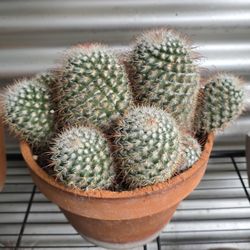 Rare Cacti And Succulants