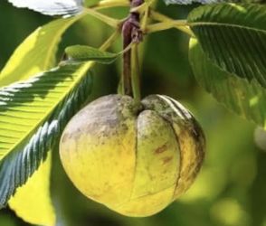 Elephant Ear Apple Tree From Seed (1 Ft Tall)