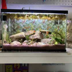3 Gallon Tank Filter And Sand